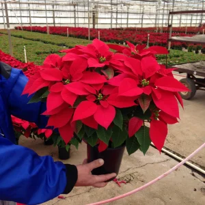 Red Poinsettia